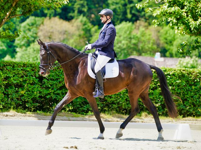 Saphir mit Reiter im Dressurviereck bei einem Turnier